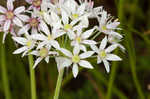 Meadow garlic